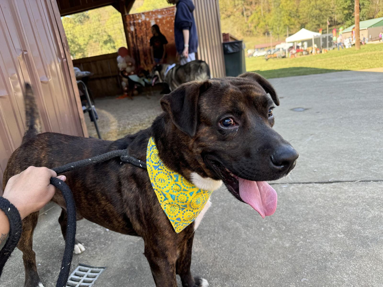 Enlarge Atticus Finch, a Adoptable mixed breed in New Martinsville, WV image 2/3