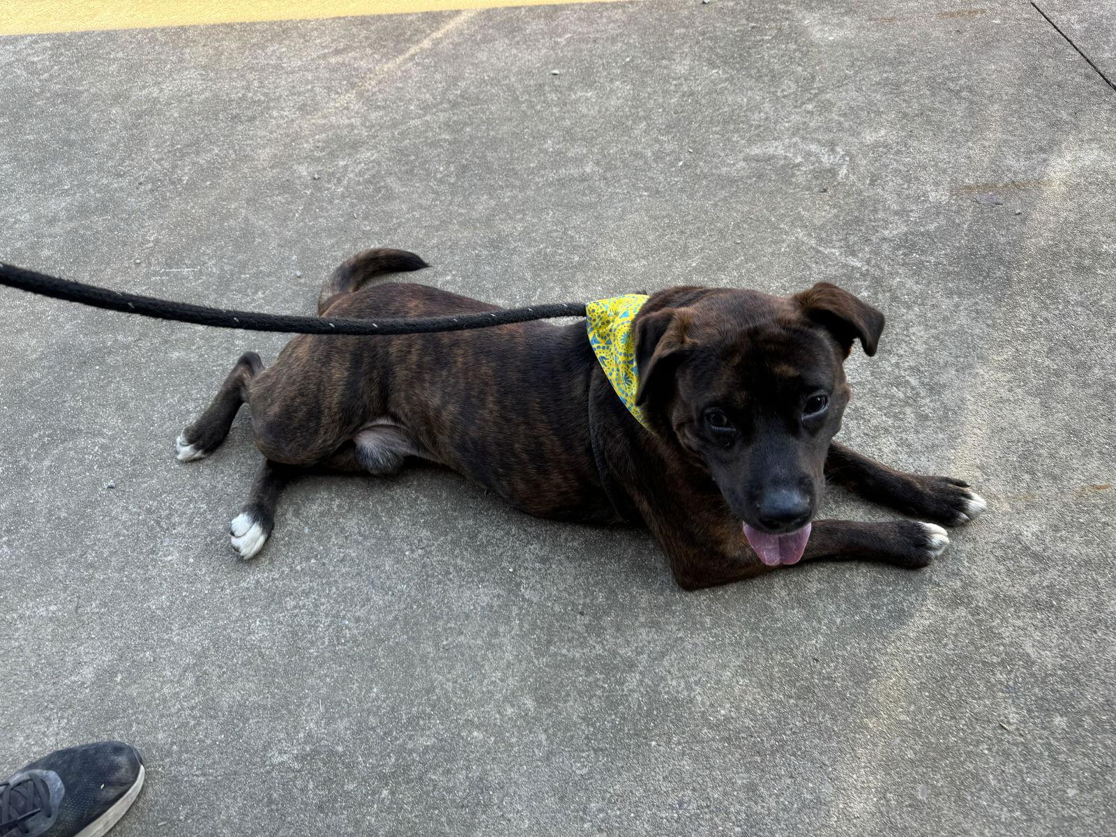 Enlarge Atticus Finch, a Adoptable mixed breed in New Martinsville, WV image 3/3