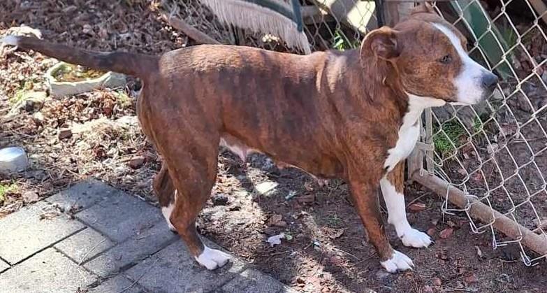 Ginger, ADOPTABLE, Adult Female Pit Bull Terrier & Boxer.