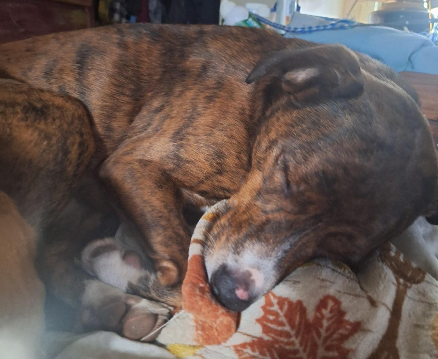 Ginger, a ADOPTABLE mixed breed in Telford, TN image 2/2