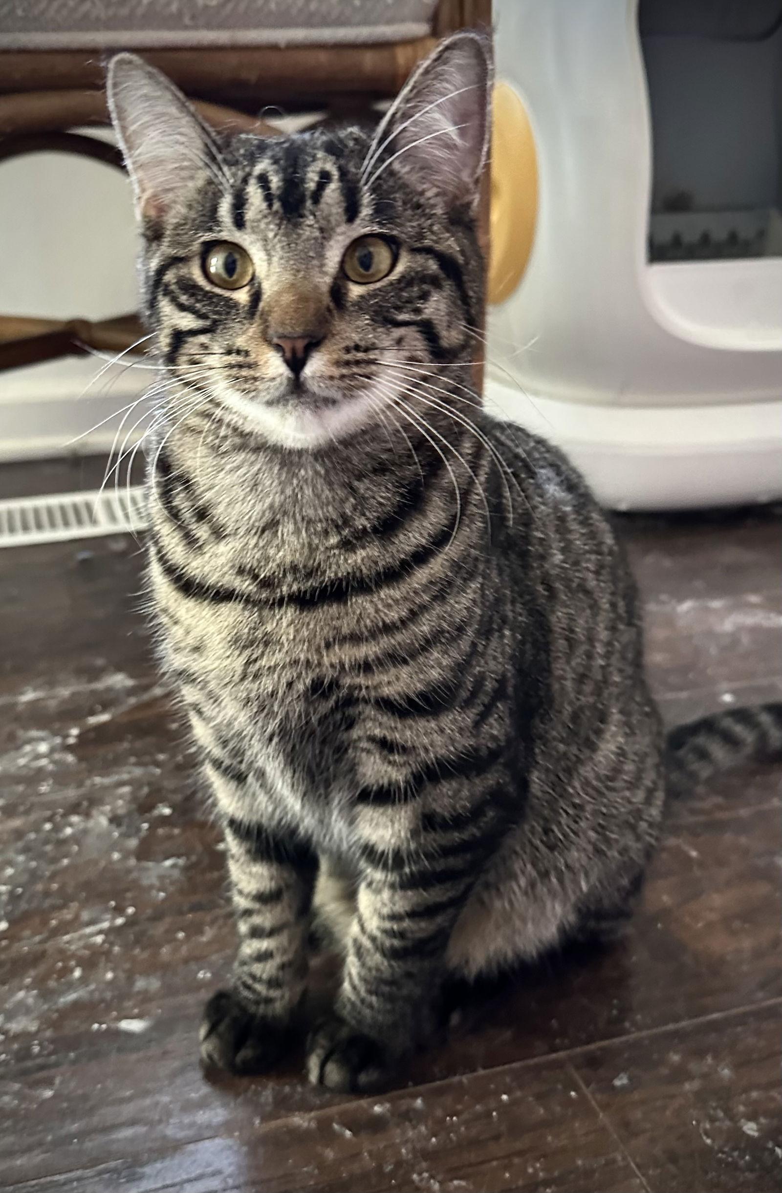 Rizzo and Gonzo, Adoptable, Young Female Maine Coon & Domestic Long Hair.