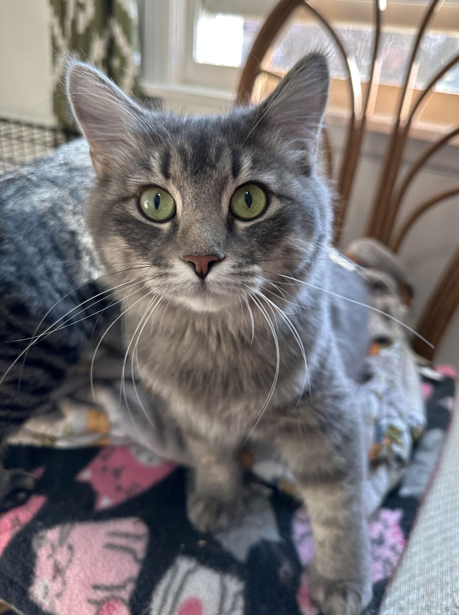 Enlarge Rizzo and Gonzo, a Adoptable mixed breed in Shawnee, KS image 2/3