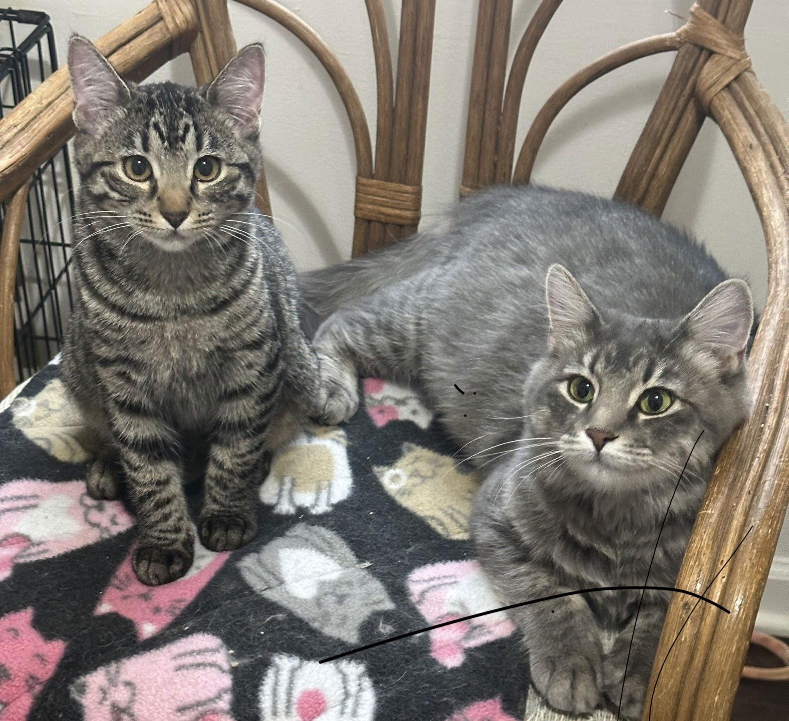 Enlarge Rizzo and Gonzo, a Adoptable Domestic Short Hair in Shawnee, KS image 2/3