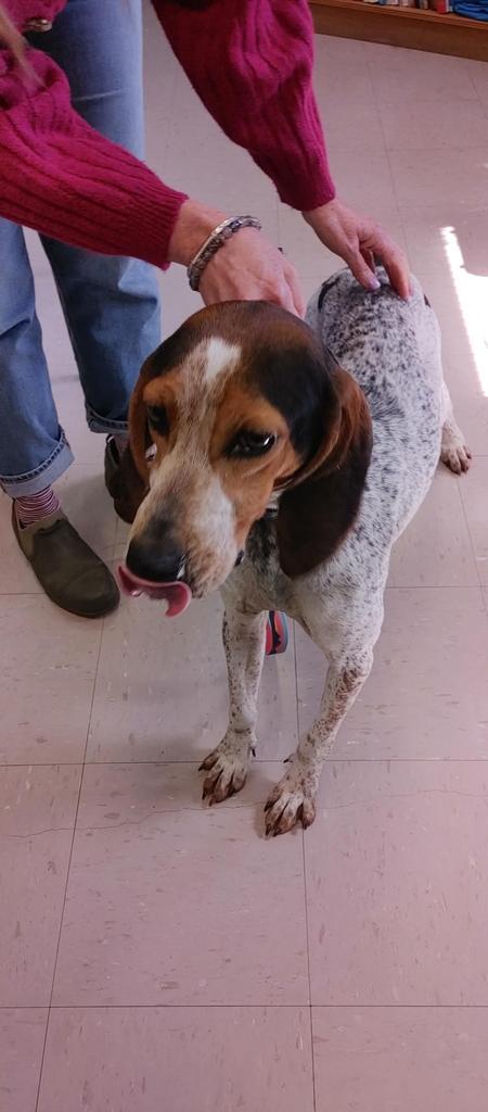 Enlarge Boone aka Bodie, a Adoptable Bluetick Coonhound in Burnsville, NC image 1/4