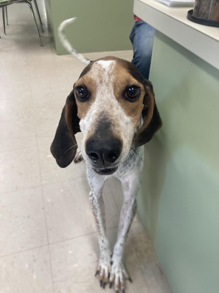 Enlarge Boone aka Bodie, a Adoptable Bluetick Coonhound in Burnsville, NC image 2/4