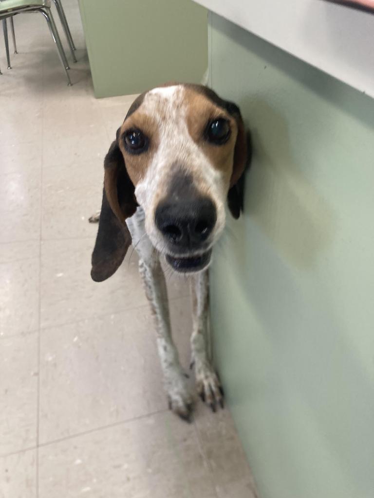 Enlarge Boone aka Bodie, a Adoptable Bluetick Coonhound in Burnsville, NC image 4/4