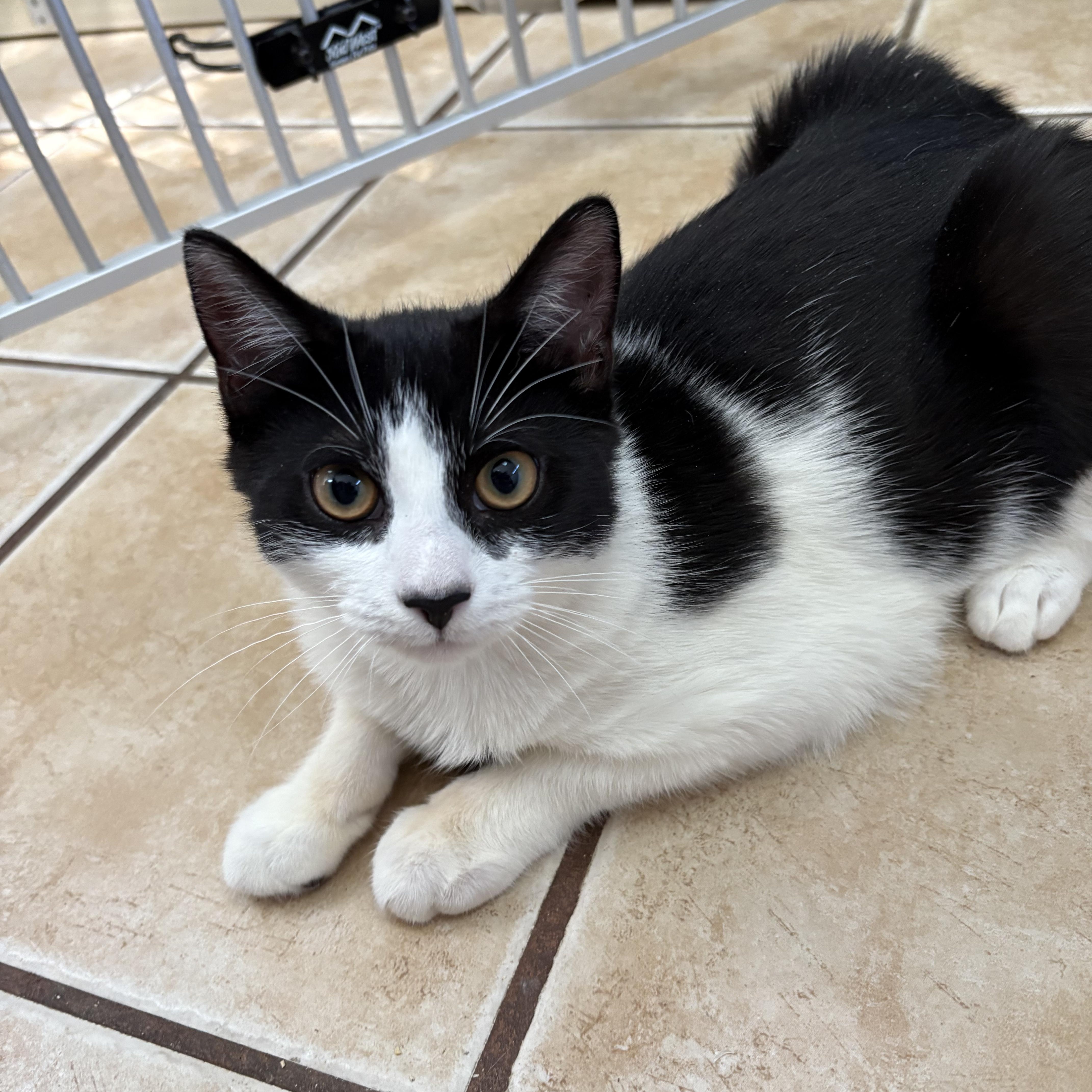 BEAN, adoptable, Kitten Male Domestic Short Hair.