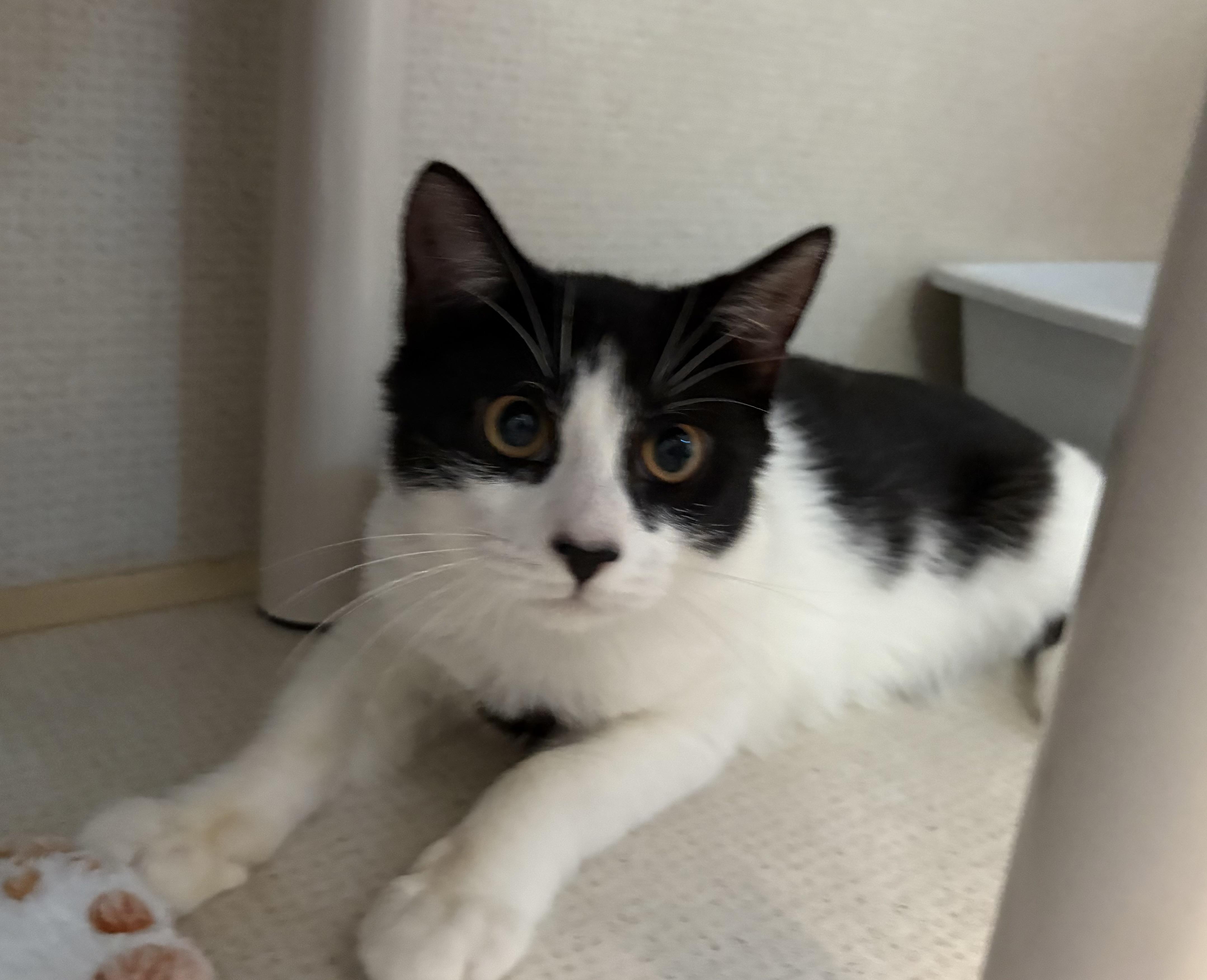 Enlarge BEAN, an adoptable Domestic Short Hair in Hamilton, NJ image 2/5