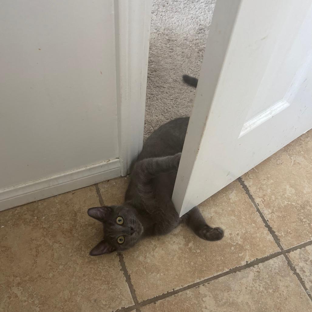 Chainsaw, a Adoptable Domestic Short Hair in Mission Hills, CA image 1/6