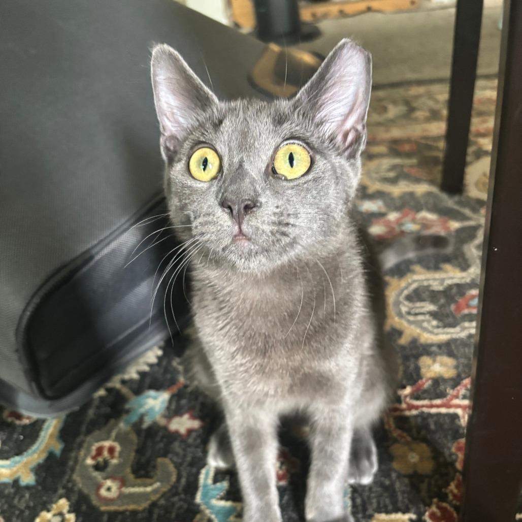 Chainsaw, a Adoptable Domestic Short Hair in Mission Hills, CA image 2/6