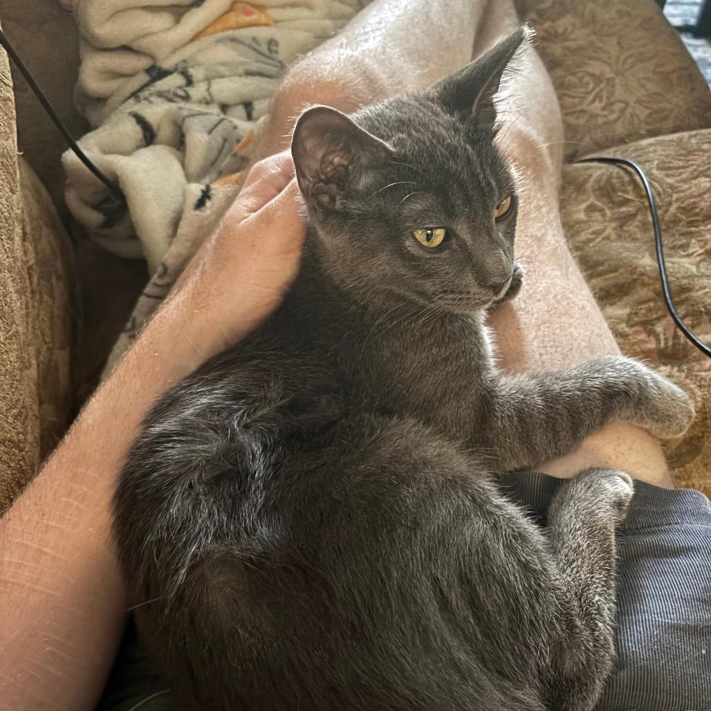 Chainsaw, a Adoptable Domestic Short Hair in Mission Hills, CA image 3/6