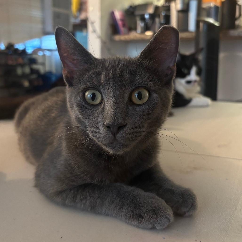 Chainsaw, a Adoptable Domestic Short Hair in Mission Hills, CA image 4/6