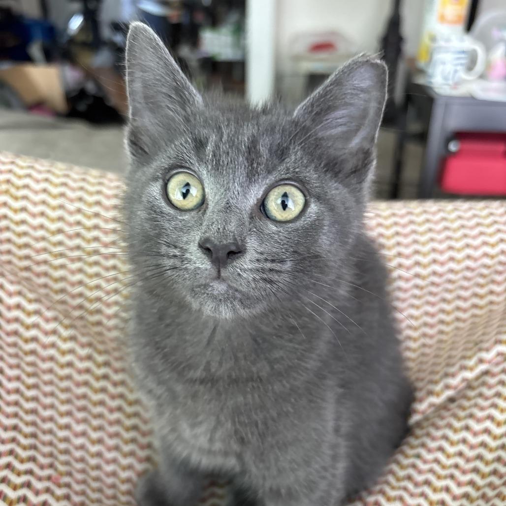 Chainsaw, a Adoptable Domestic Short Hair in Mission Hills, CA image 5/6