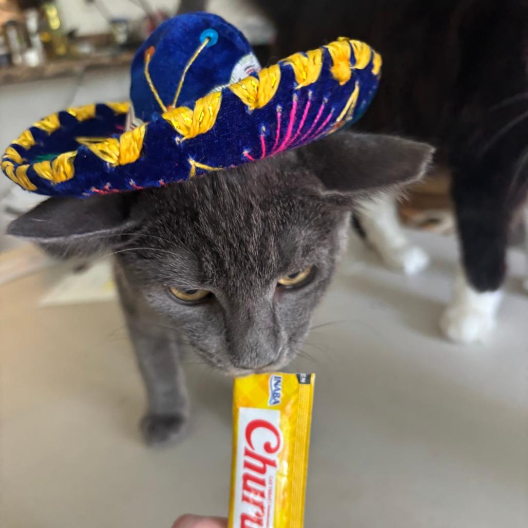 Chainsaw, a Adoptable Domestic Short Hair in Mission Hills, CA image 6/6