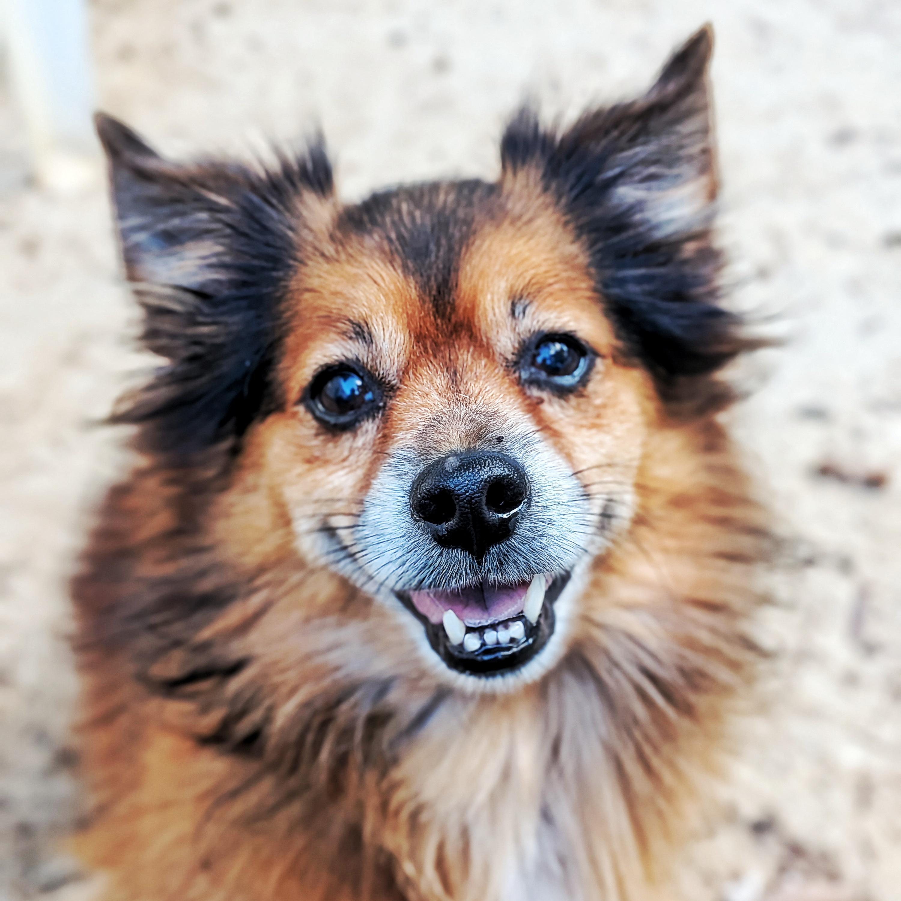 Pete & Pedro, Adoptable, Senior Male Chihuahua.