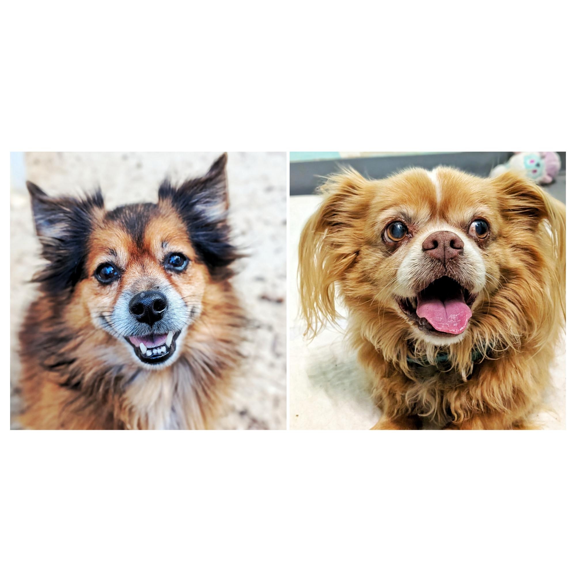 Pete & Pedro, a Adoptable mixed breed in Eustis, FL image 1/4