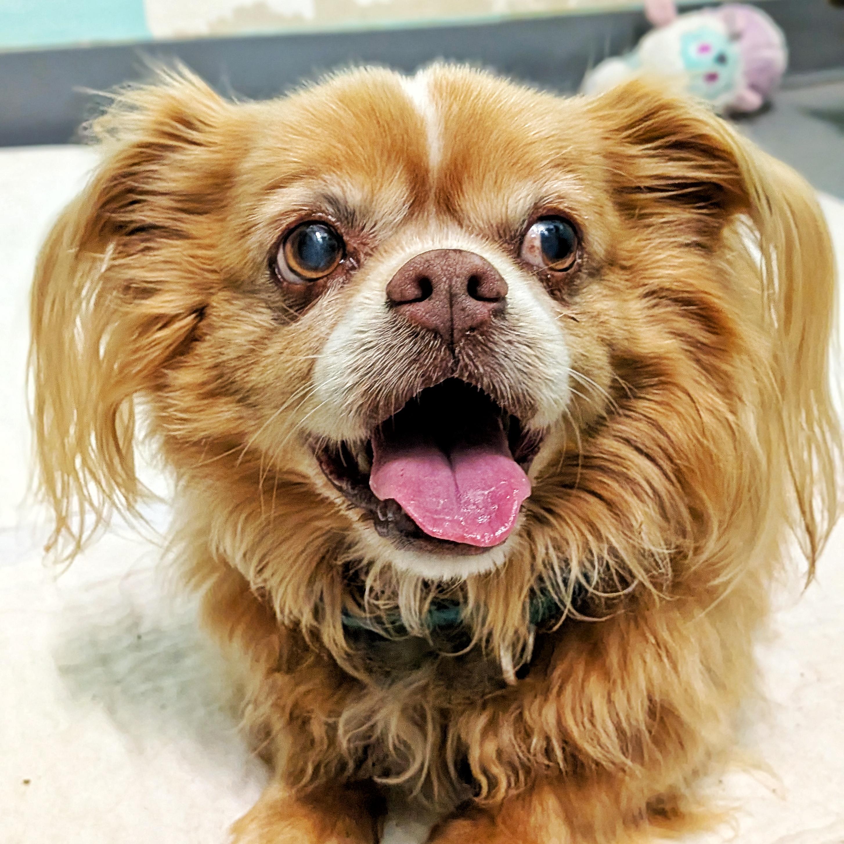 Pete & Pedro, Adoptable, Senior Male Chihuahua.