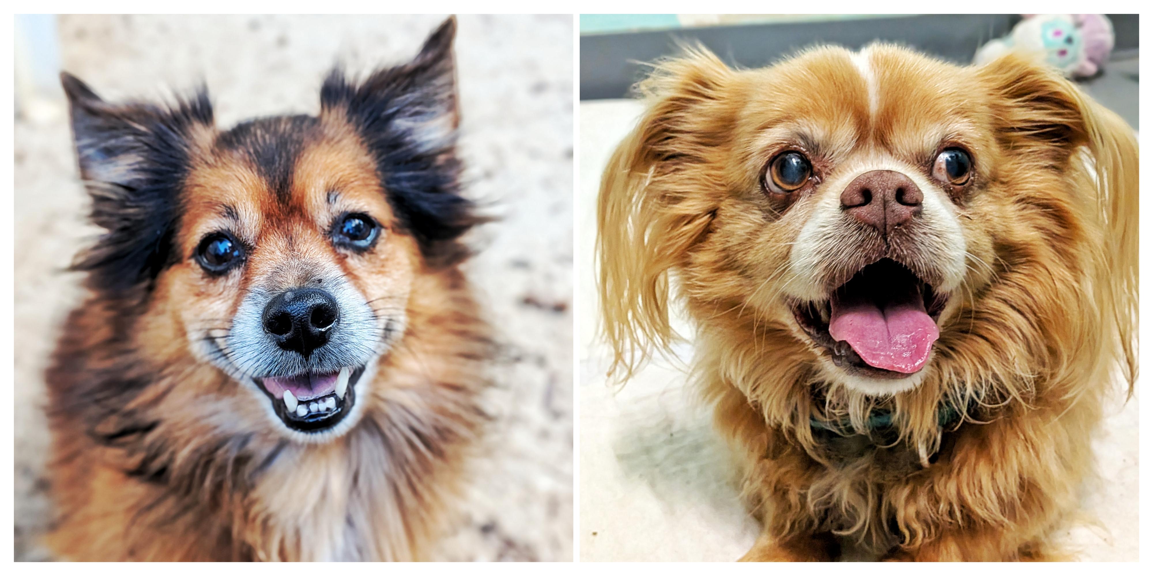 Pete & Pedro, a Adoptable mixed breed in Eustis, FL image 4/4