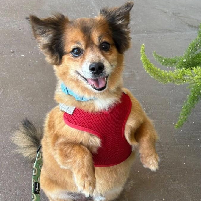 Pete, Adoptable, Senior Male Pomeranian & Chihuahua.