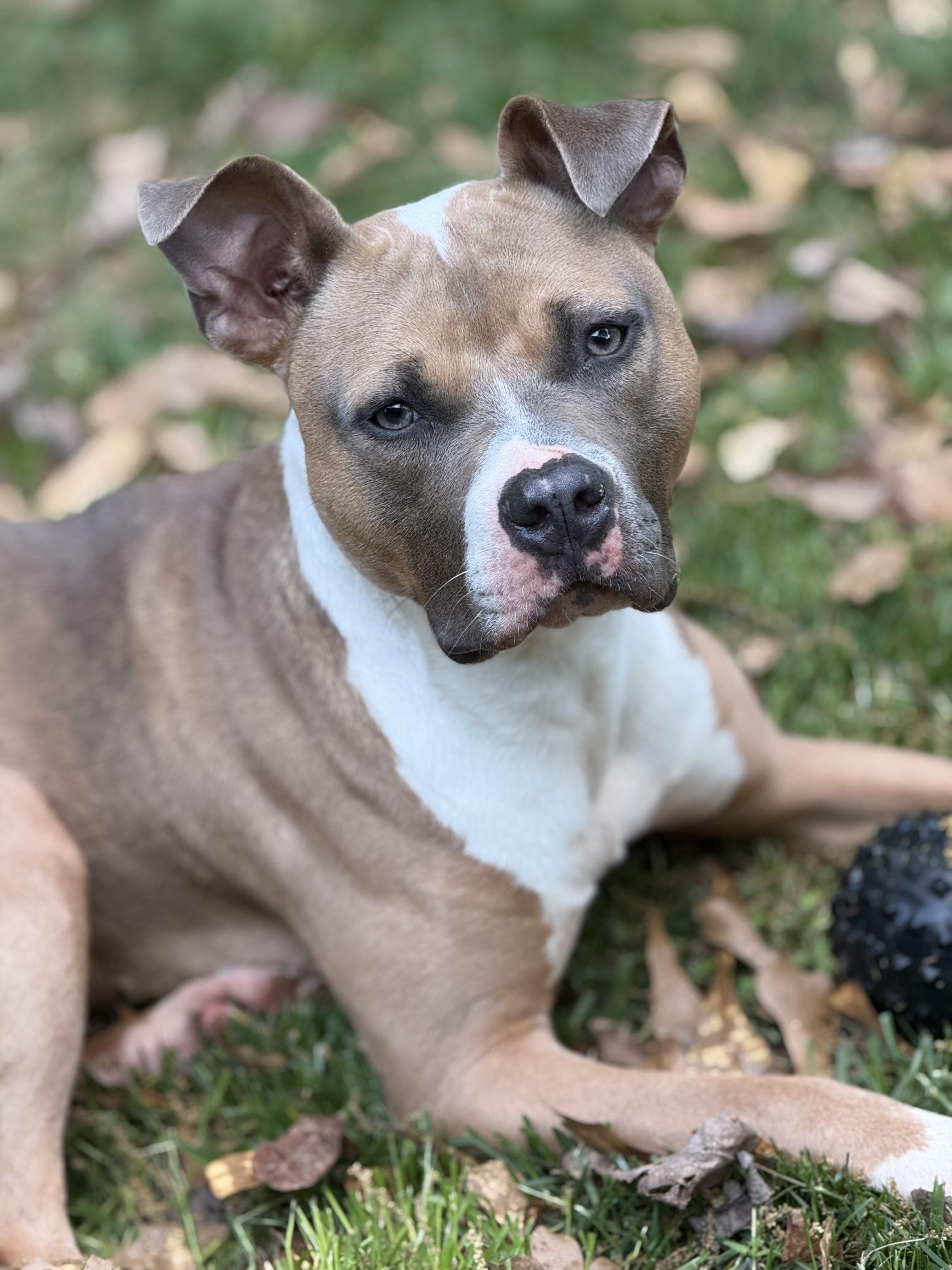 Matthias, Adoptable, Adult Male Terrier.