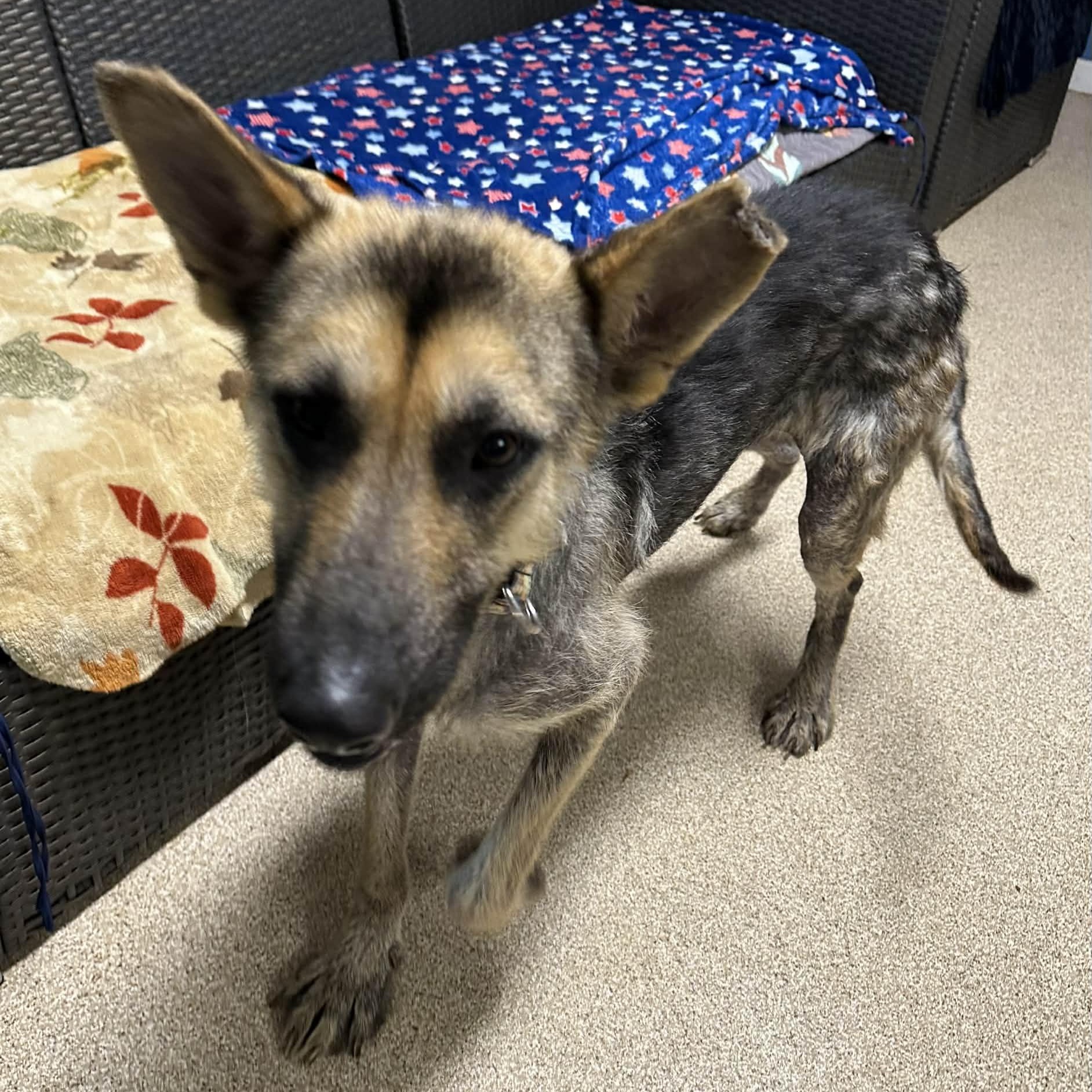 Enlarge Yukon, a ADOPTABLE German Shepherd Dog in Sunderland, MD image 2/3