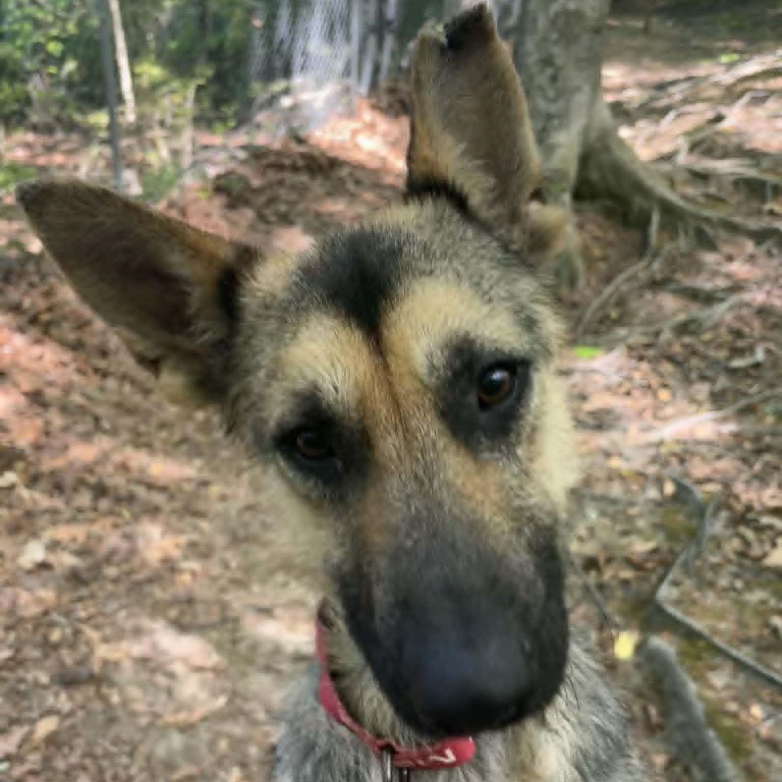 Yukon, ADOPTABLE, Adult Male German Shepherd Dog.
