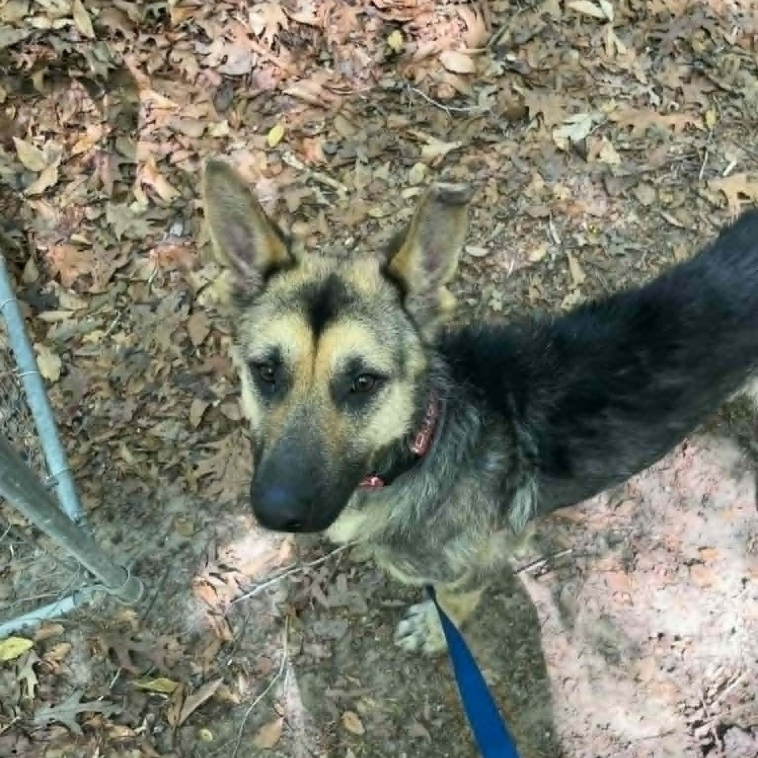 Enlarge Yukon, a ADOPTABLE German Shepherd Dog in Sunderland, MD image 3/3