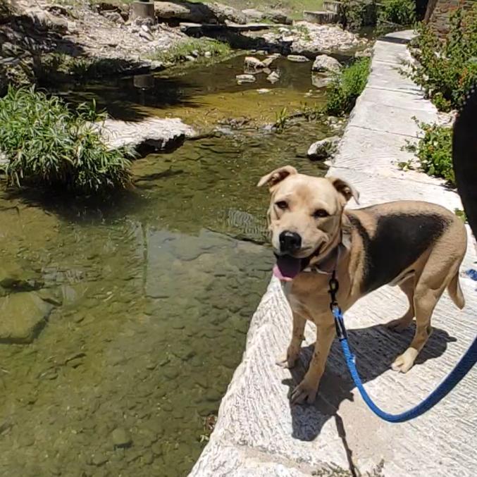 Enlarge Relay, a Adoptable mixed breed in East Hartford, CT image 1/6