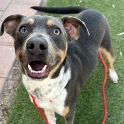 Hubert, Adoptable, Adult Male Terrier.