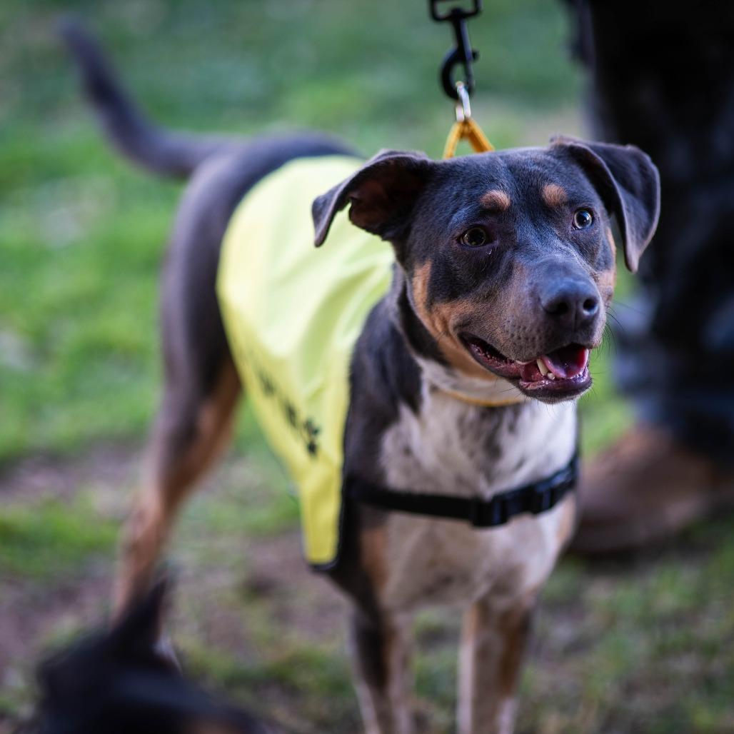 Enlarge Hubert, a Adoptable mixed breed in Bullhead City, AZ image 2/3
