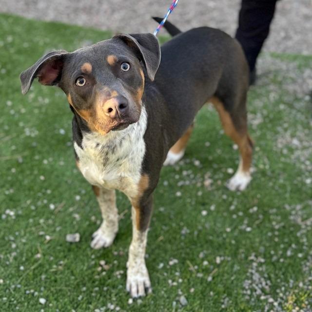Hubert, Adoptable, Adult Male Terrier.