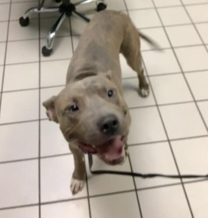 Enlarge Mister Moose, a Adoptable mixed breed in Largo, FL image 1/2