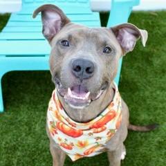 Mister Moose, Adoptable, Adult Male Terrier & Mixed Breed.