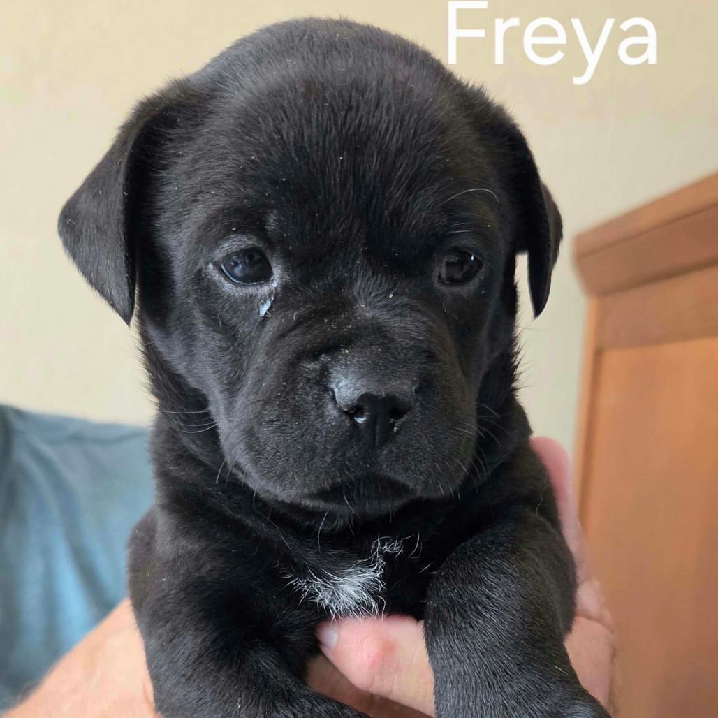 Freya photo