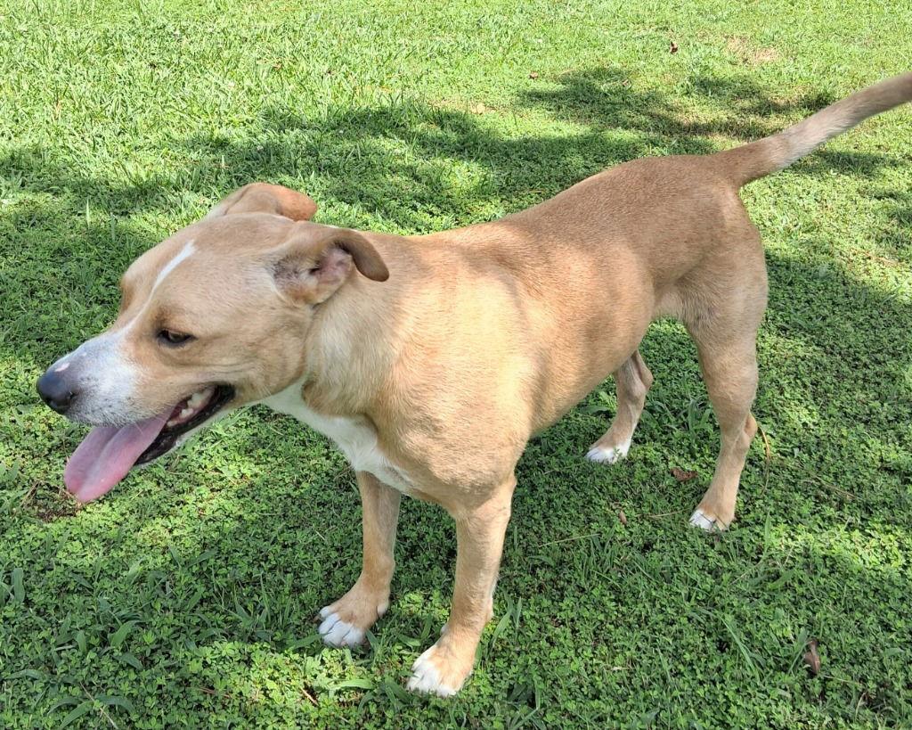 Teddy/Beau, Adoptable, Adult Male Labrador Retriever & Terrier.