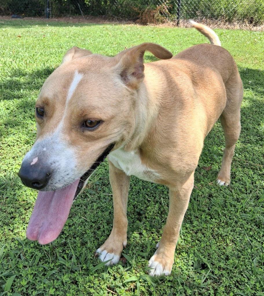 Teddy/Beau, a Adoptable mixed breed in Ellijay, GA image 3/3