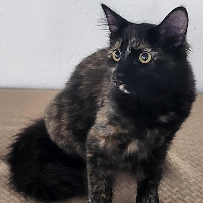 Enlarge Spice, a Adoptable mixed breed in Mesquite, NV image 2/3