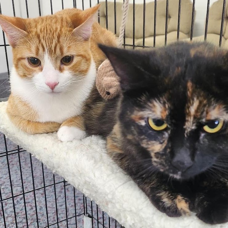 Spice, an adopted mixed breed in Mesquite, NV image 4/4