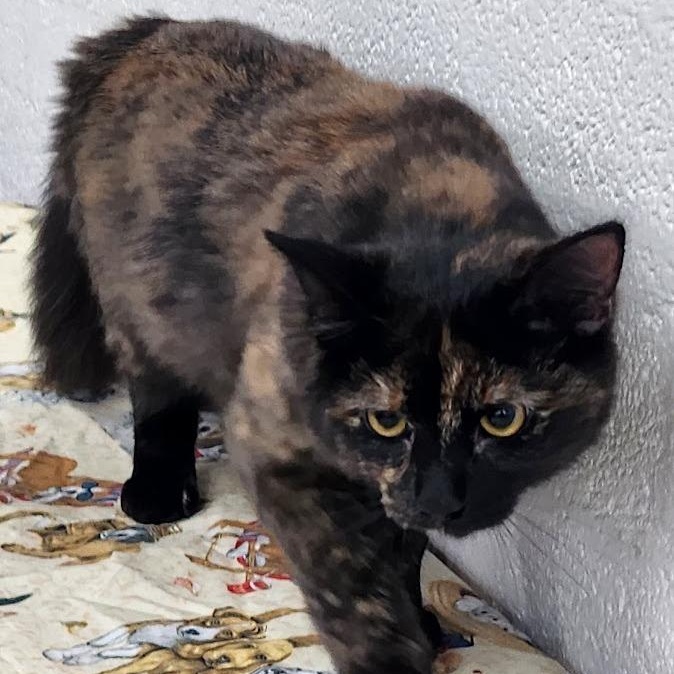 Enlarge Spice, a Adoptable mixed breed in Mesquite, NV image 2/3
