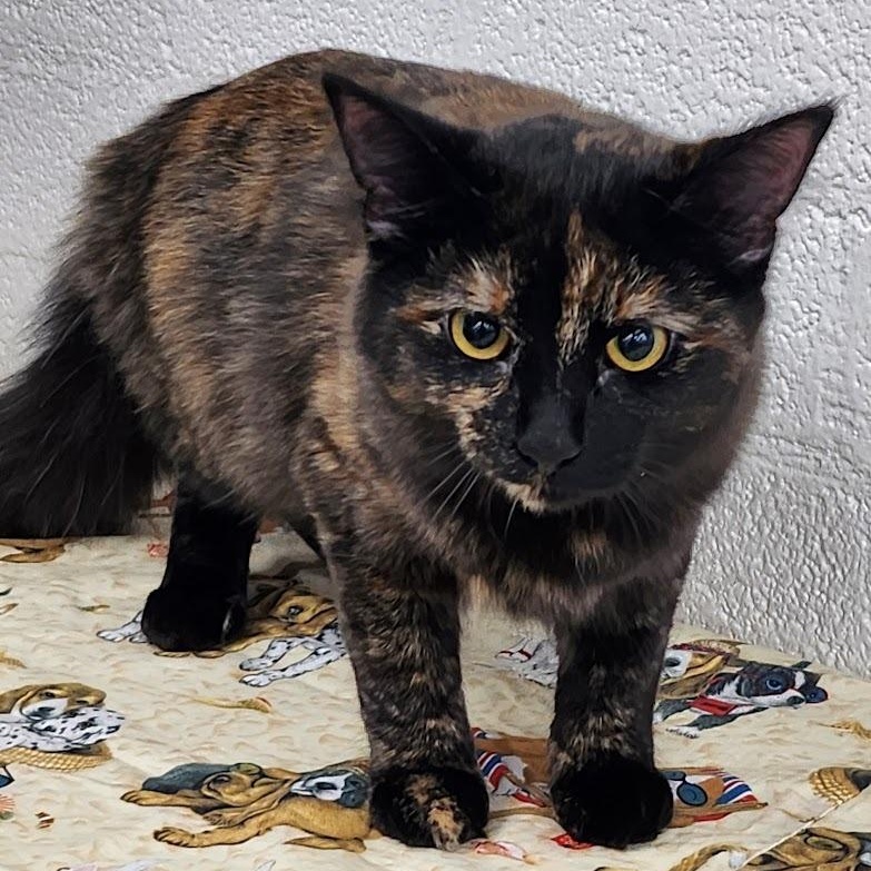 Enlarge Spice, a Adoptable mixed breed in Mesquite, NV image 1/3