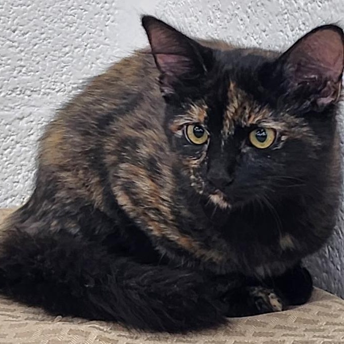 Enlarge Spice, a Adoptable mixed breed in Mesquite, NV image 1/3