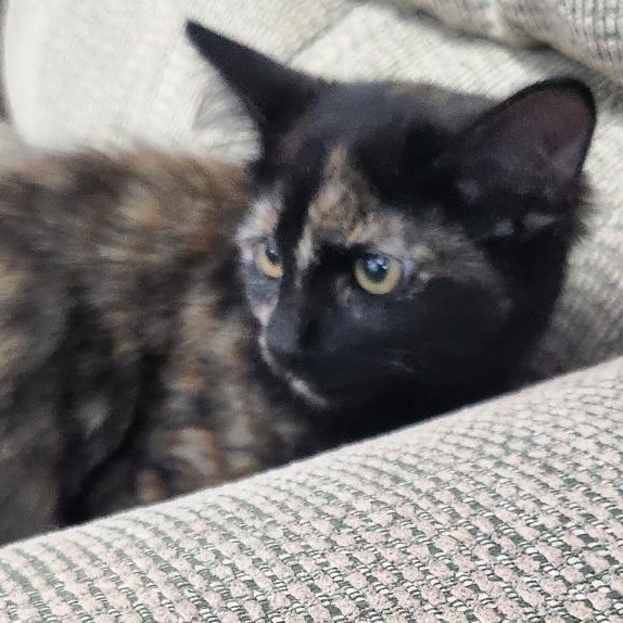 Enlarge Spice, a Adoptable mixed breed in Mesquite, NV image 3/3