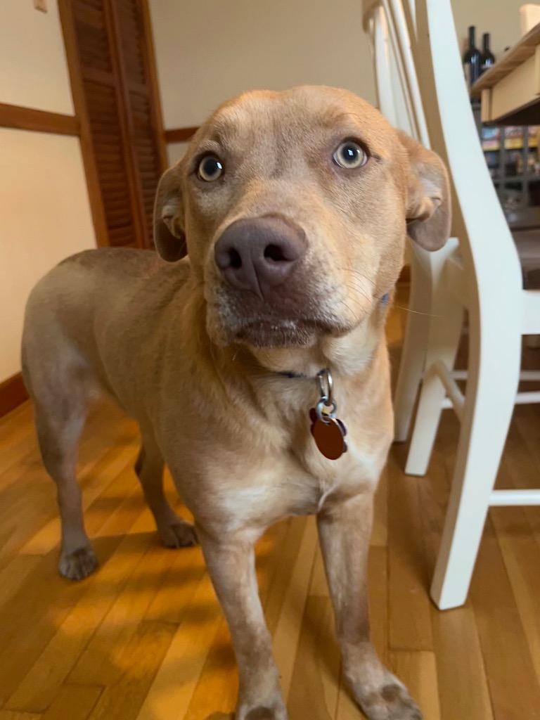 Raffi - Local (CT), Adoptable, Young Male Labrador Retriever & Pit Bull Terrier.