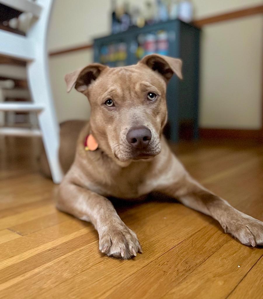 Enlarge Raffi - Local (CT), a Adoptable mixed breed in Princeton, MA image 2/6