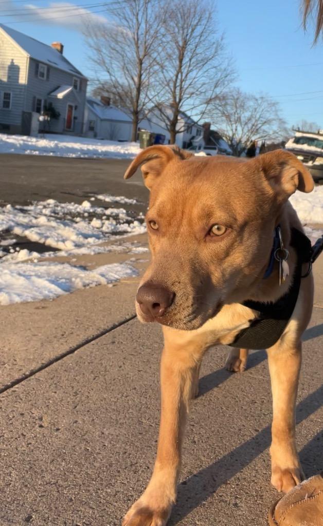 Enlarge Raffi - Local (CT), a Adoptable mixed breed in Princeton, MA image 3/6