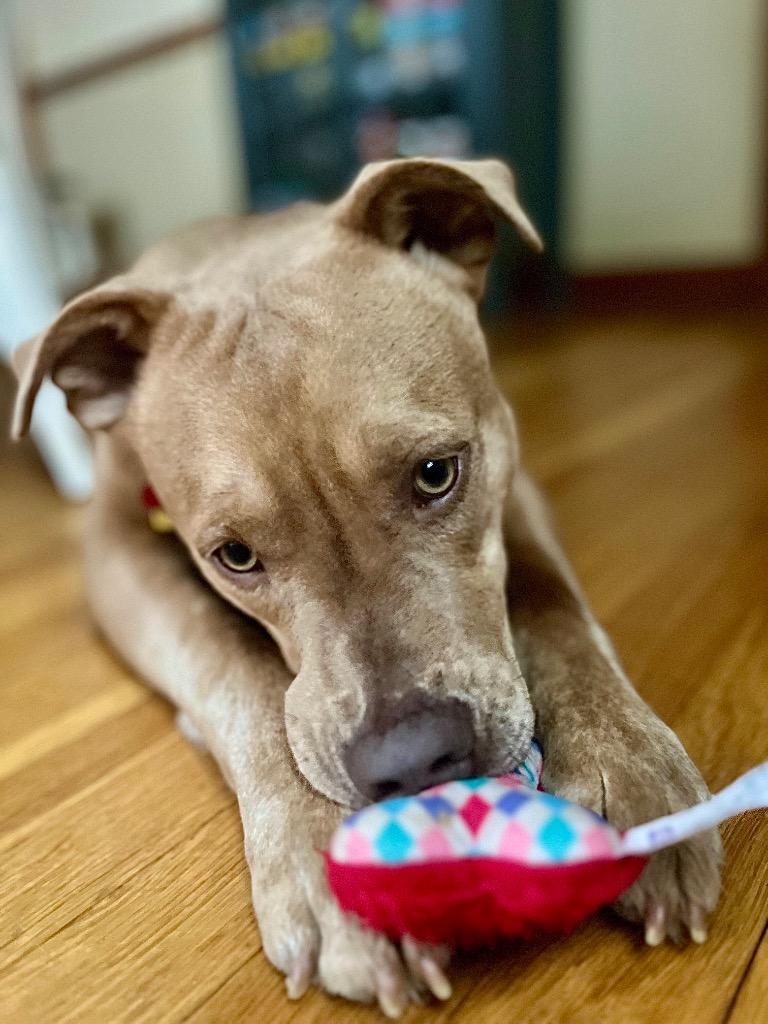 Enlarge Raffi - Local (CT), a Adoptable mixed breed in Princeton, MA image 4/6