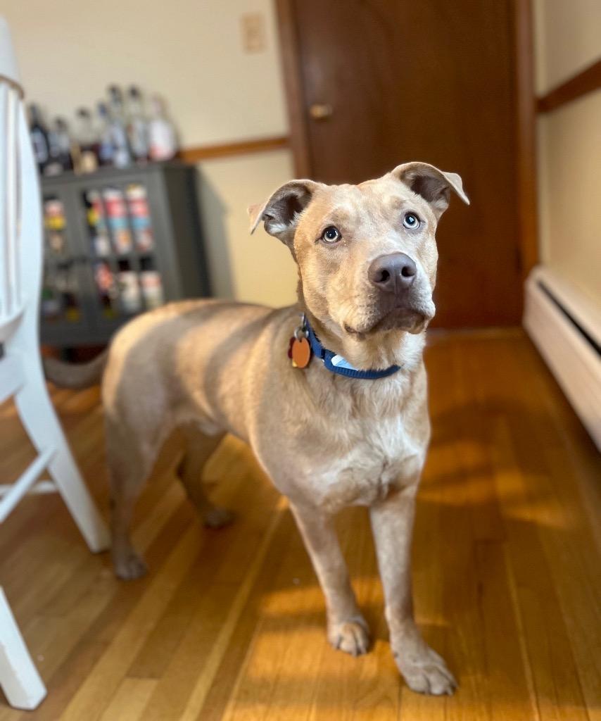 Enlarge Raffi - Local (CT), a Adoptable mixed breed in Princeton, MA image 6/6