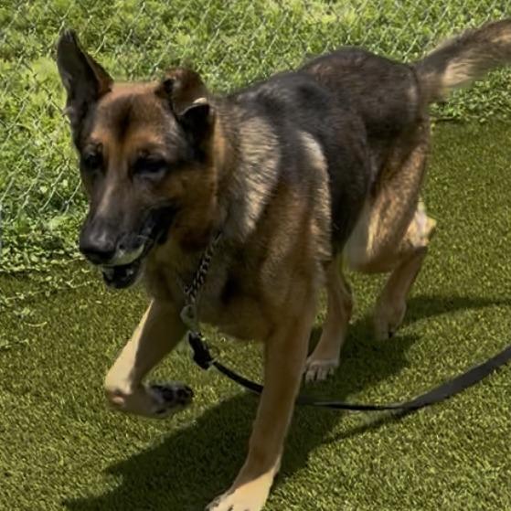 Enlarge TRIGGER (497), a Adoptable mixed breed in Indiantown, FL image 1/6