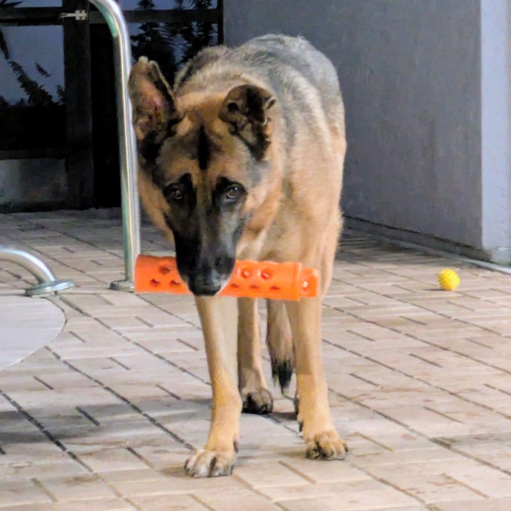 Enlarge TRIGGER (497), a Adoptable mixed breed in Indiantown, FL image 4/6