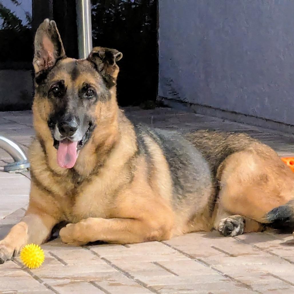 Enlarge TRIGGER (497), a Adoptable mixed breed in Indiantown, FL image 6/6